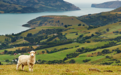 New Zealand PEO Services